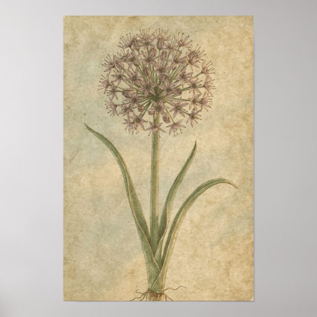 Allium Botanischer Kunstdruck Poster (Vorne)