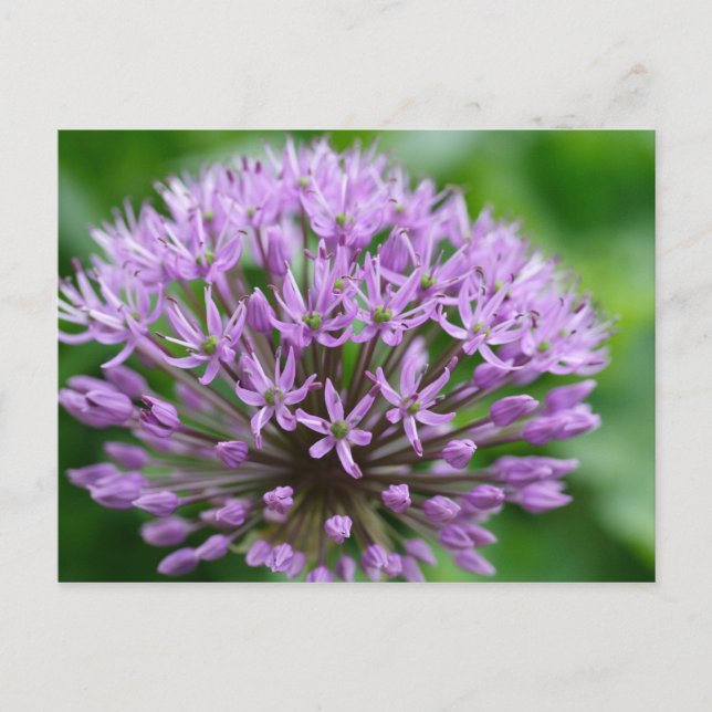 Allium giganteum postkarte (Vorderseite)
