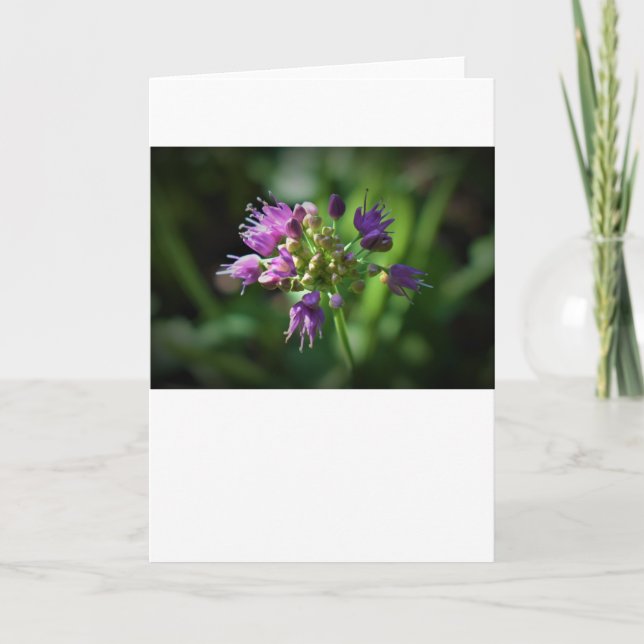 Allium, Karte (Vorderseite)