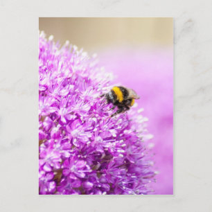 Allium mit Biene Postkarte