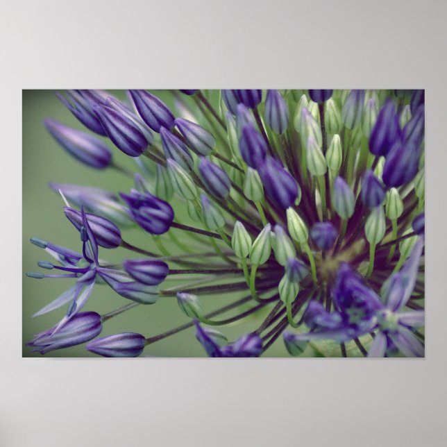 Allium Poster (Vorne)