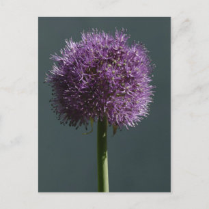 Allium Postkarte