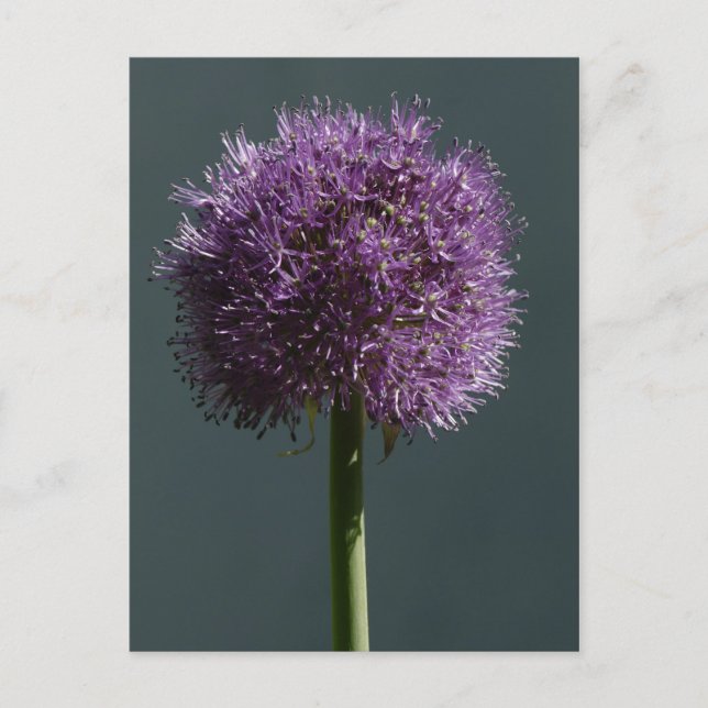 Allium Postkarte (Vorderseite)
