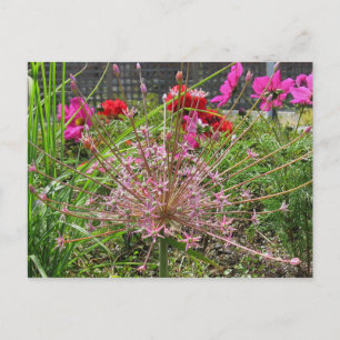 Allium Schubertii Postcard Postkarte