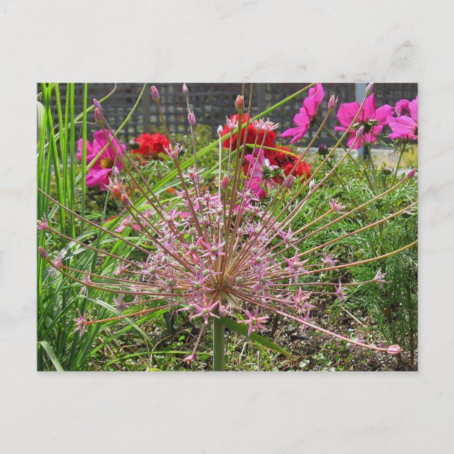 Allium Schubertii Postcard Postkarte (Vorderseite)