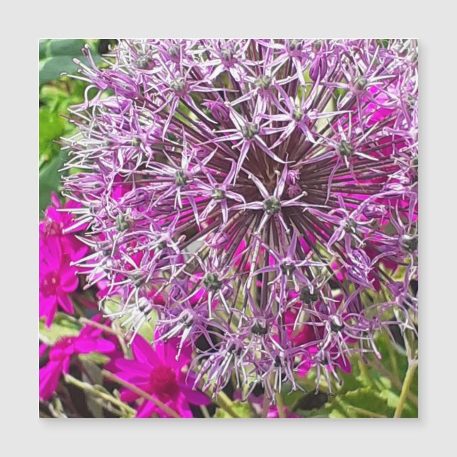 Allium & Summer Blume Magnetkarte (Vorderseite)
