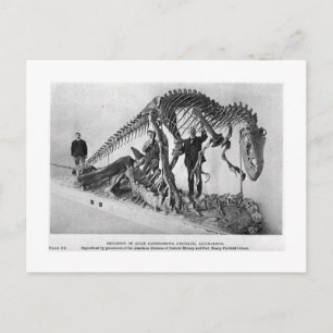 Allosaurus skelettartige Postkarte
