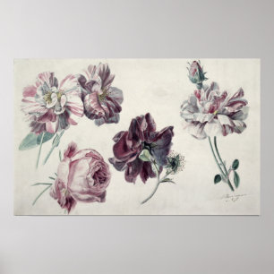 Alma-Tadema ROSE Poster