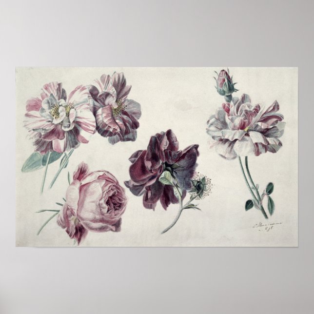 Alma-Tadema | ROSE Poster (Vorne)