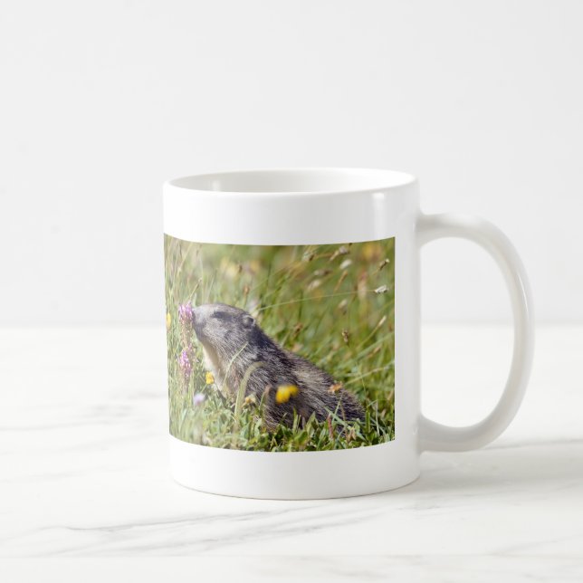 Almmarmot bei Blume Kaffeetasse (Rechts)