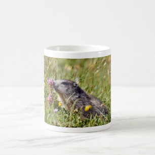 Almmarmot bei Blume Kaffeetasse