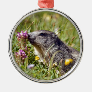 Almmarmot bei Blume Ornament Aus Metall