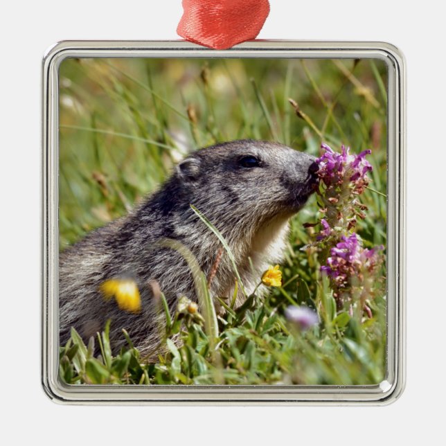 Almmarmot bei Blume Ornament Aus Metall (Vorne)