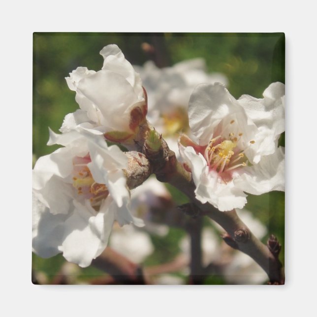 Almond Bloosom Magnet (Vorne)