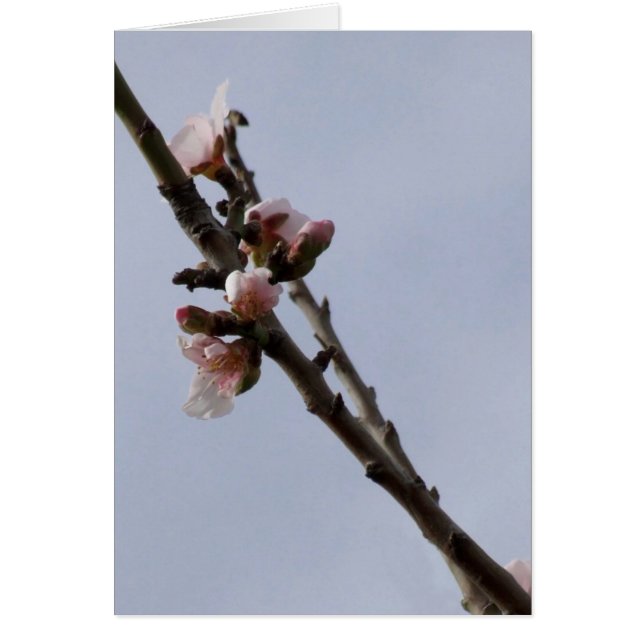 Almond Blossom Card (Vorne)