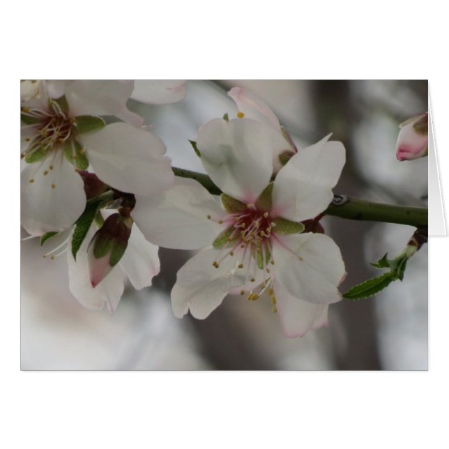 Almond Blossom - Jeder Fall (Vorderseite (Horizontal))