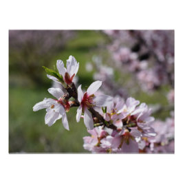 Almond Blossom nah-up Poster