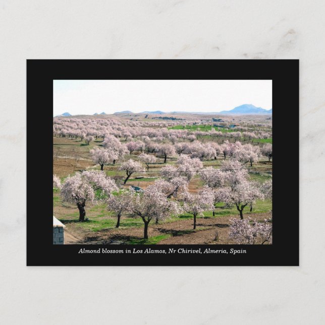 Almond blossom postcard - Chirivel, Spanien Postkarte (Vorderseite)