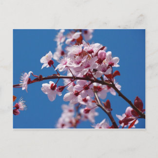 Almond Blossom Postkarte