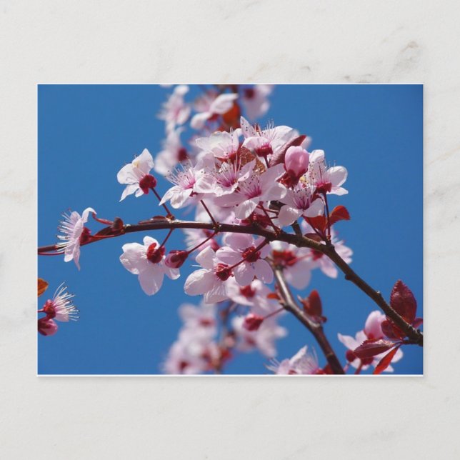 Almond Blossom Postkarte (Vorderseite)