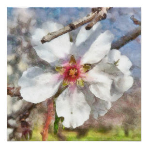 Almond Blossom Studie Aquarellmalerei Poster