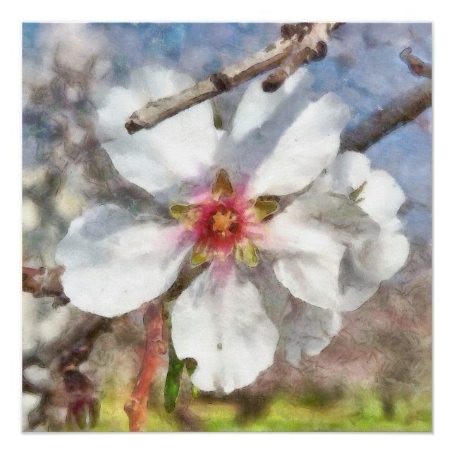 Almond Blossom Studie Aquarellmalerei Poster (Vorderseite)