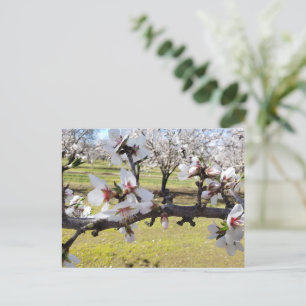 Almond Blossoms Postkarte