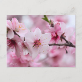 Almond [Postcard] Postkarte