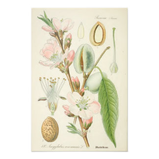 Almond Tree, Amygdalus communis, Fotodruck