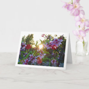 Almond Tree Blossom Sunset Karte