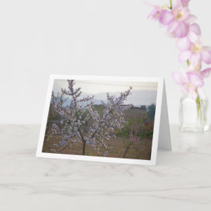 Almond Tree mit Blossom Karte
