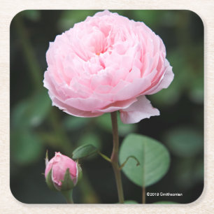 Alnwick-Schloss-Rose Rechteckiger Pappuntersetzer