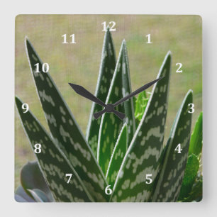 Aloe-"Alligator" Variegata Succulent Quadratische Wanduhr