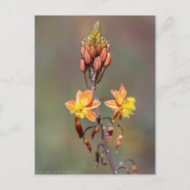 Aloe Blume Postkarte
