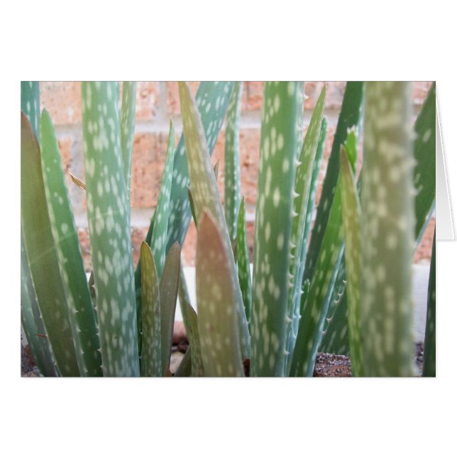 Aloe Forest (Vorderseite (Horizontal))