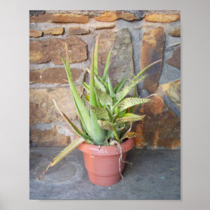 Aloe kombiniert poster