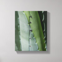 Aloe - Makrofotografie