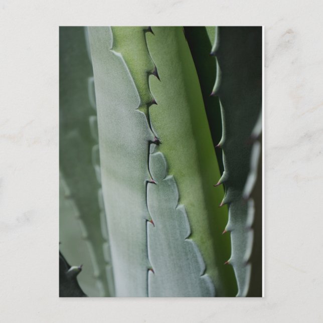 Aloe - Makrofotografie Postkarte (Vorderseite)