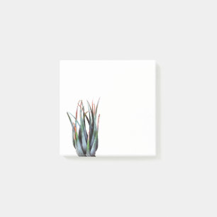 ALoe Pflanze Foto Foto Post-it Klebezettel