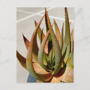 Aloe Pflanze Postcard Postkarte