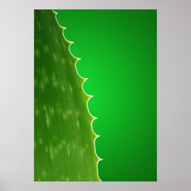 Aloe Pflanze Poster (Vorne)