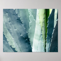 Aloe