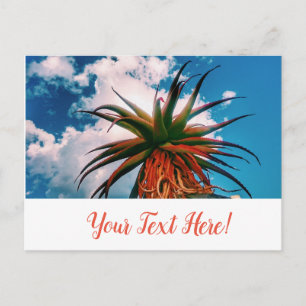 Aloe Succulent Orange Green Pflanze Postcard Postkarte