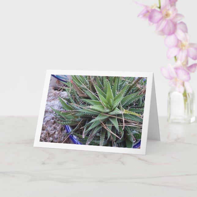 Aloe Sukkulente Pflanze in Pot Karte (Orchidee)