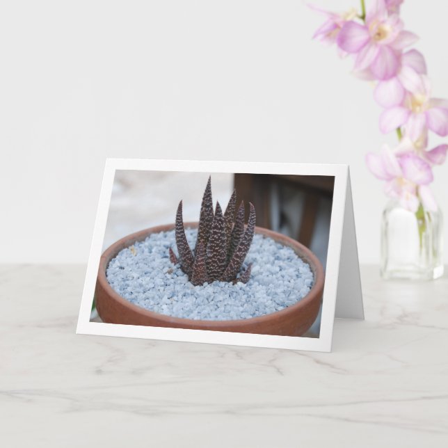 Aloe Twilight Zone Sukkulente Pflanze Karte (Orchidee)