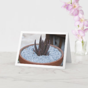 Aloe Twilight Zone Sukkulentenpflanze Karte