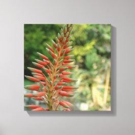 Aloe Vera Blume Blossom Foto Print Leinwanddruck