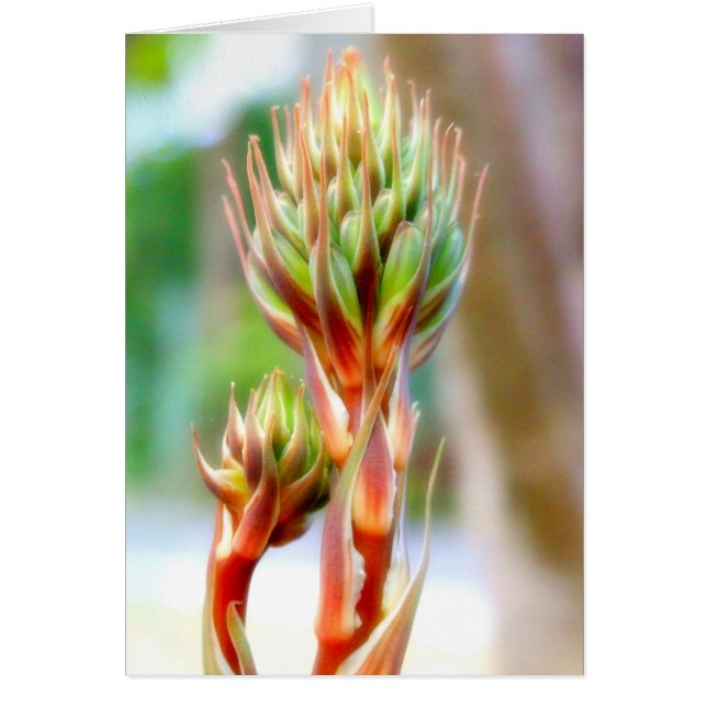 ALOE VERA BLUME CARD (Vorne)