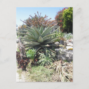 Aloe Vera Cactus Postcard Postkarte
