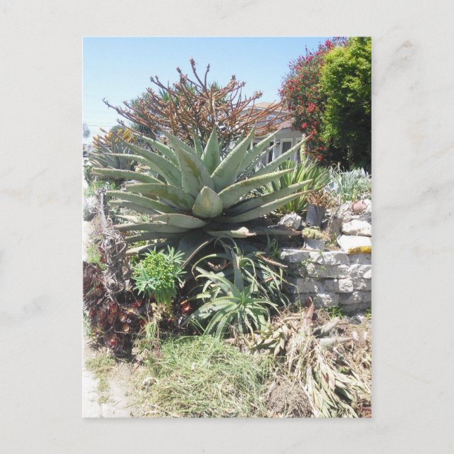 Aloe Vera Cactus Postcard Postkarte (Vorderseite)